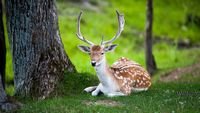 pic for Deer In Forest 